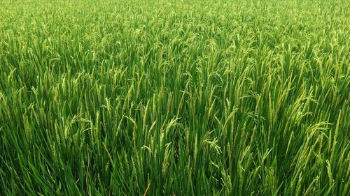 Full frame shot of wheat field