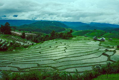 Scenic view of agricultural field against sky
