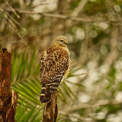 Close-up of hawk perching on branch