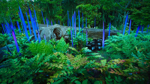 View of plants and trees in forest