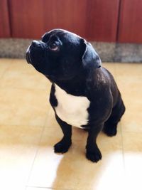 Black dog sitting on floor at home
