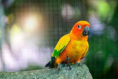 Close-up of parrot perching