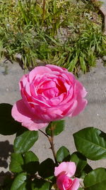 Close-up of pink rose