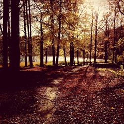 Sun shining through trees in forest