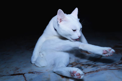 White cat resting