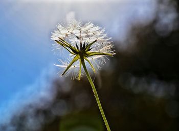 Close-up of flower against sky