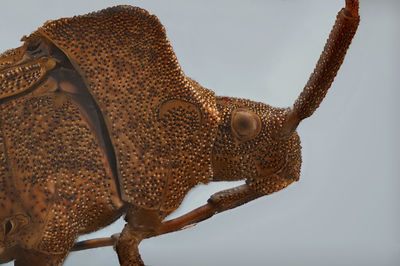 Close-up of animal sculpture against sky