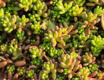 Full frame shot of fresh green plants