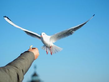 Low angle view of seagull flying against clear blue sky
