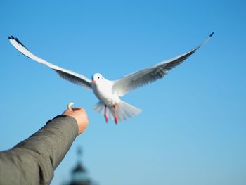 Cropped hand feeding seagull flying against clear blue sky