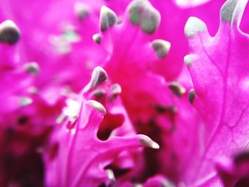 Close-up of pink flower