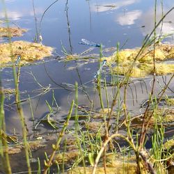 Close-up of grass floating on lake