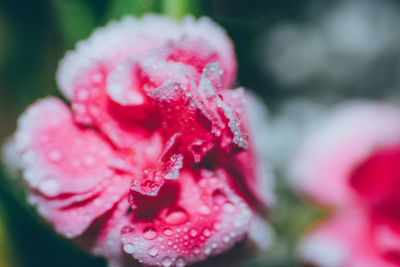 Close-up of pink rose