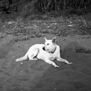 Close-up of dog in field