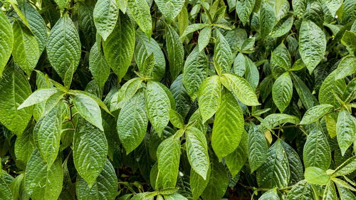 Full frame shot of fresh green plants