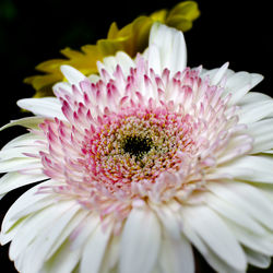 Close-up of pink flower blooming outdoors