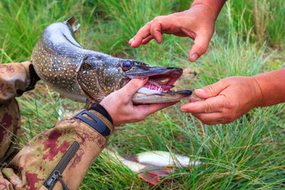 Fishing. large pike in hands.