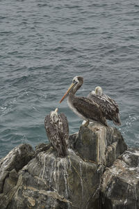 Birds perching on rock in sea
