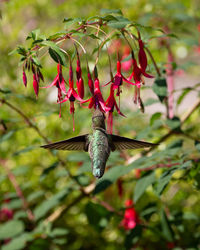 Close-up of red flower on plant