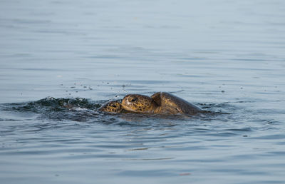 Close-up of sea turtle swimming in lake