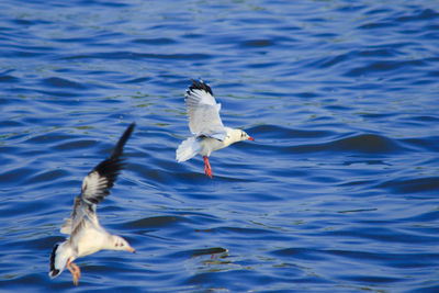 Seagull flying over lake