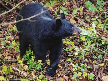 Close-up of black bear on field