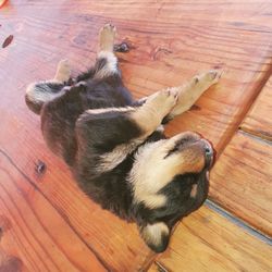 High angle view of dog sleeping on hardwood floor