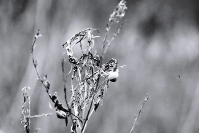 Close-up of dry plant