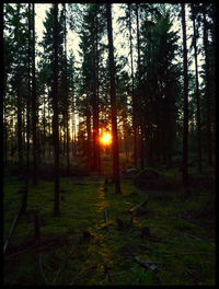 Sun shining through trees in forest