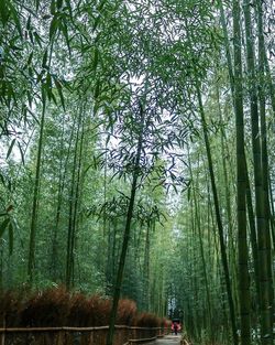 View of bamboo trees in forest