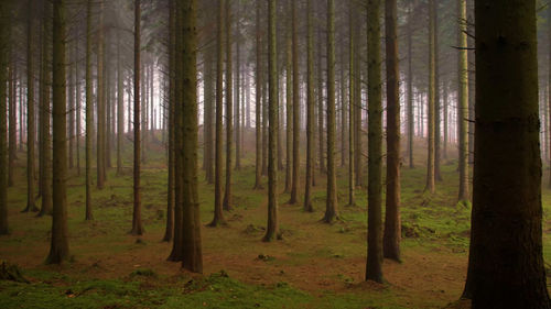 Trees in forest