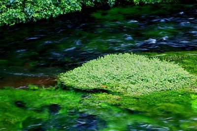 Water lily in lake