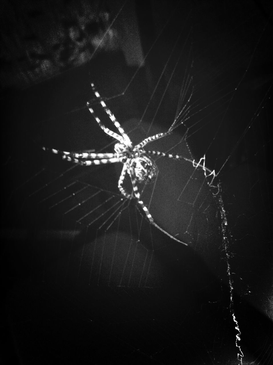 one animal, animal themes, insect, spider web, animals in the wild, wildlife, spider, close-up, fragility, focus on foreground, natural pattern, nature, web, outdoors, animal markings, selective focus, no people, beauty in nature, animal wing, dragonfly