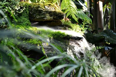 Close-up of plants in forest