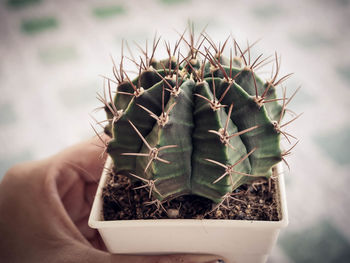 Close-up of hand holding cactus in pot