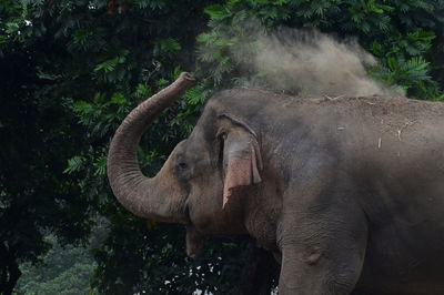 View of elephant in forest