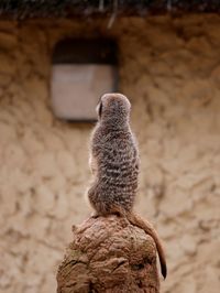 Rear view of lizard on rock at zoo