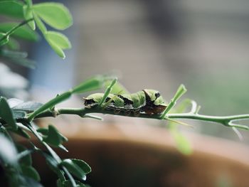 Close-up of insect on leaf