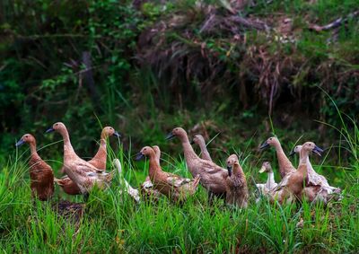 Flock of birds on field