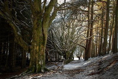 Bare trees in forest during winter