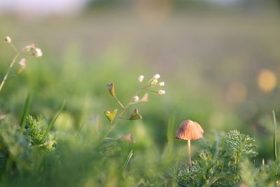 Wild mushroom and plants growing on field