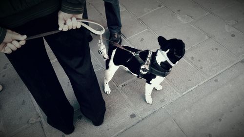 Low section of man with dog standing on floor