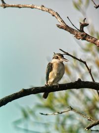 Old kingfisher bird