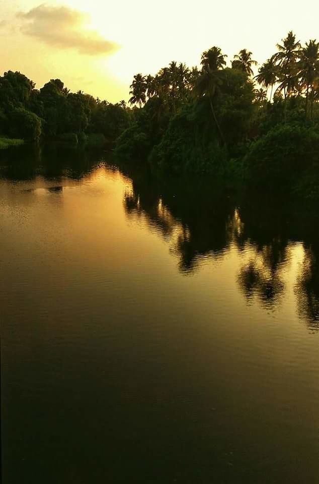 water, sunset, tree, tranquil scene, tranquility, reflection, scenics, beauty in nature, lake, nature, sky, idyllic, orange color, calm, growth, rippled, outdoors, no people, non-urban scene, non urban scene, remote, majestic, standing water, sun, water surface, cloud