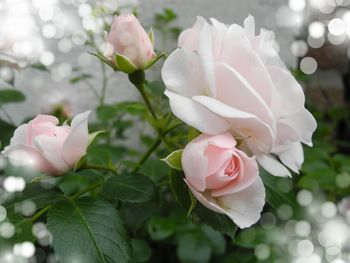 Close-up of roses blooming in park