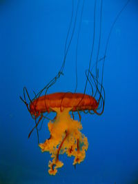 Close-up of jellyfish swimming underwater