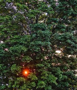 Low angle view of trees