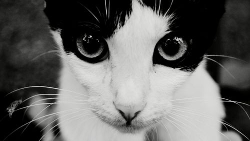 Close-up portrait of cat