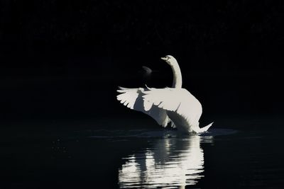 Swan swimming in a lake