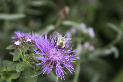 Close-up of bee pollinating on purple flower